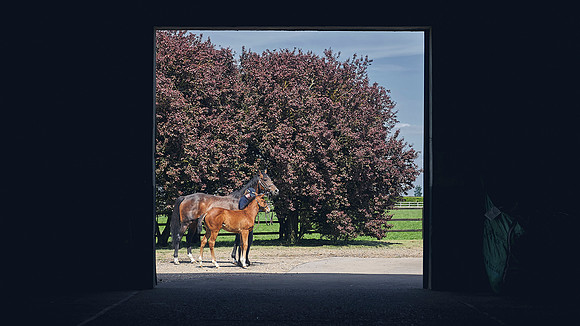 The-National-Stud-Dominic-James_DJ_4762
