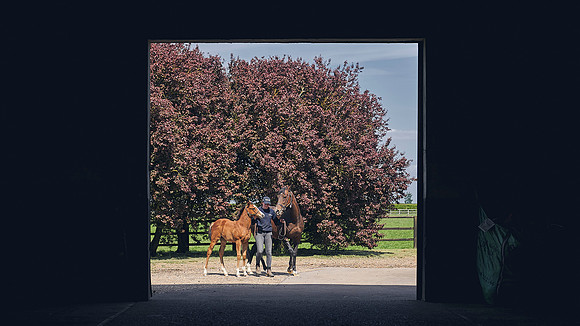 The-National-Stud-Dominic-James_DJ_4738