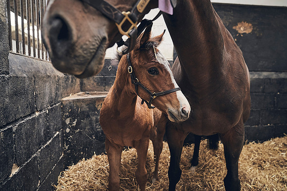 The-National-Stud-Dominic-James_DJ_4668