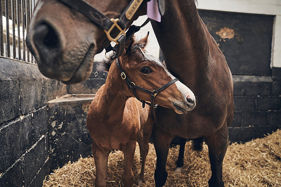 The-National-Stud-Dominic-James_DJ_4670