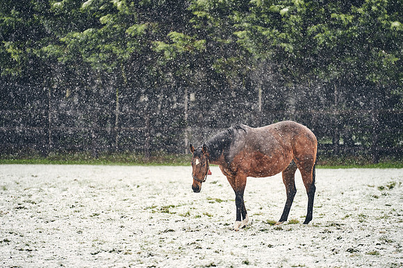 NATIONAL-STUD-27th-FEB-DJ-_DJ94681.ARW-5835