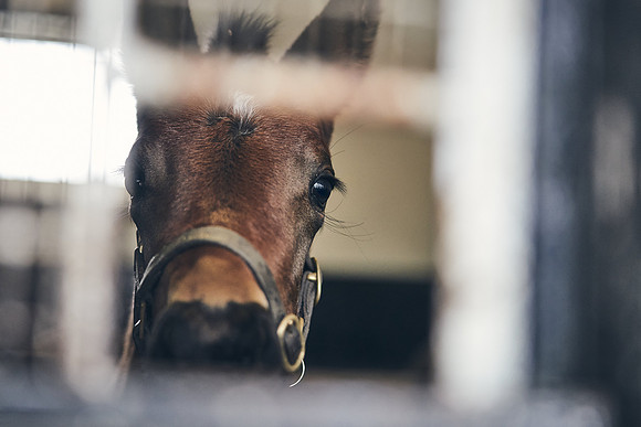NATIONAL-STUD-27th-FEB-DJ-_DJ95174.ARW-6328