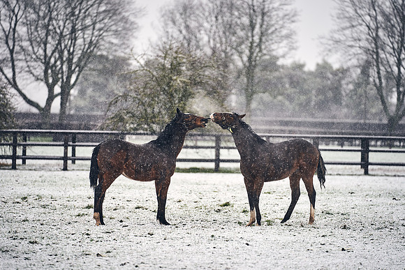 NATIONAL-STUD-27th-FEB-DJ-_DJ94528.ARW-5682