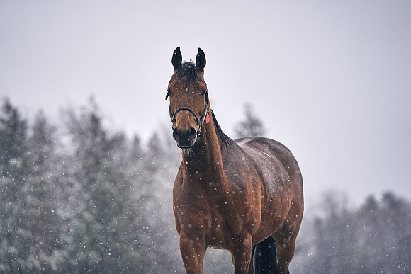 NATIONAL-STUD-27th-FEB-DJ-_DJ94877.ARW-6031