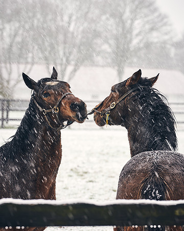 NATIONAL-STUD-27th-FEB-DJ-_DJ94294.ARW-5448