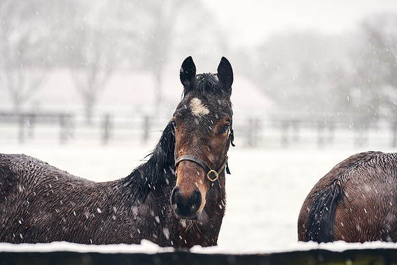 NATIONAL-STUD-27th-FEB-DJ-_DJ94321.ARW-5475