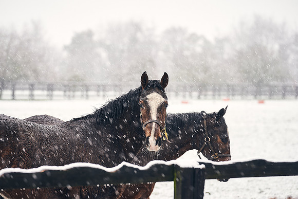 NATIONAL-STUD-27th-FEB-DJ-_DJ94311.ARW-5465