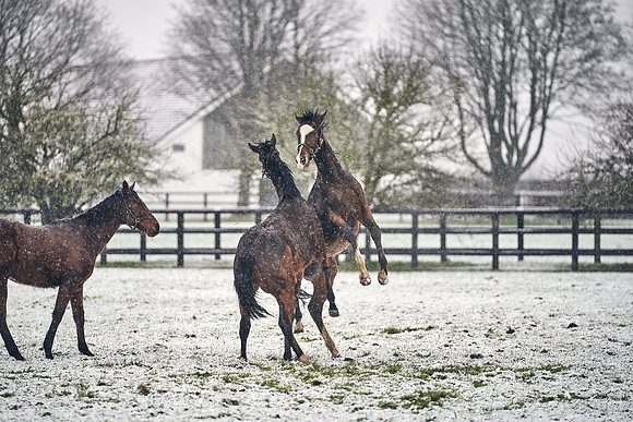 NATIONAL-STUD-27th-FEB-DJ-_DJ94667.ARW-5821