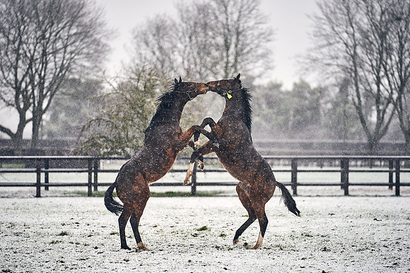 NATIONAL-STUD-27th-FEB-DJ-_DJ94555.ARW-5709
