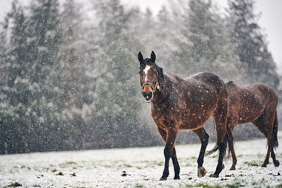 NATIONAL-STUD-27th-FEB-DJ-_DJ94767.ARW-5921