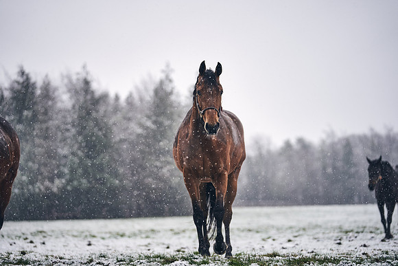 NATIONAL-STUD-27th-FEB-DJ-_DJ94875.ARW-6029