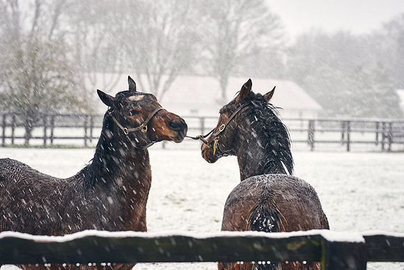 NATIONAL-STUD-27th-FEB-DJ-_DJ94292.ARW-5446