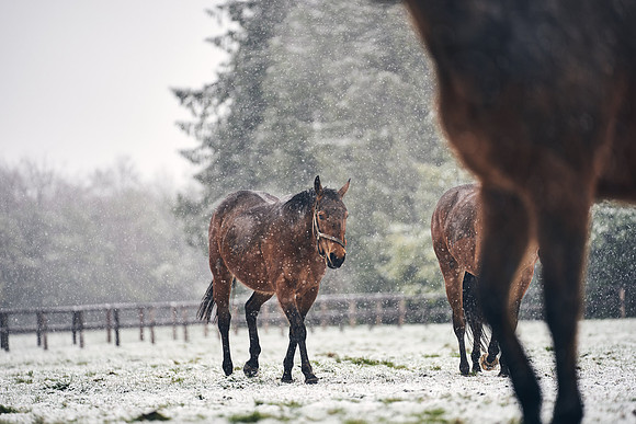 NATIONAL-STUD-27th-FEB-DJ-_DJ94841.ARW-5995