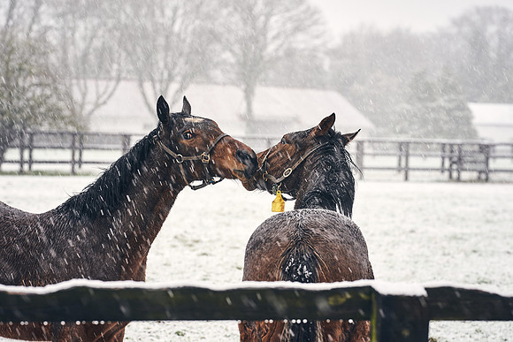 NATIONAL-STUD-27th-FEB-DJ-_DJ94287.ARW-5441