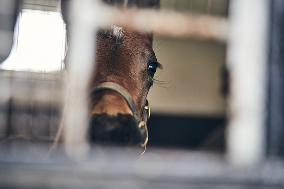 NATIONAL-STUD-27th-FEB-DJ-_DJ95173.ARW-6327
