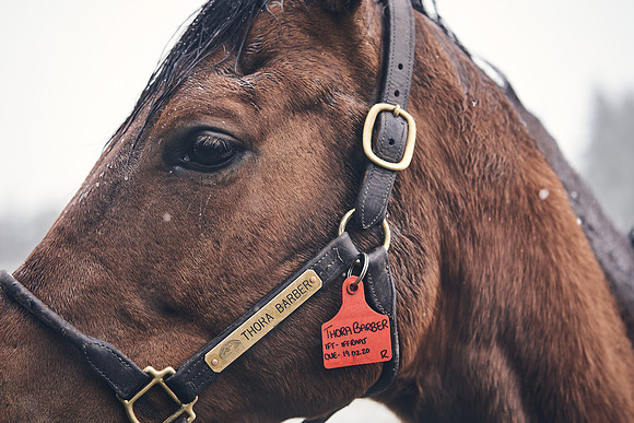 NATIONAL-STUD-27th-FEB-DJ-_DJ94998.ARW-6152
