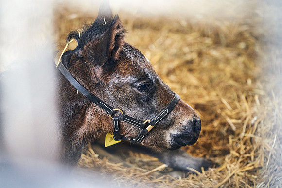 NATIONAL-STUD-27th-FEB-DJ-_DJ95191.ARW-6345