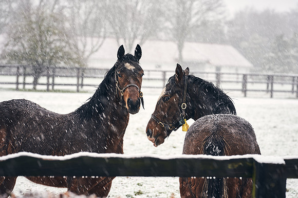 NATIONAL-STUD-27th-FEB-DJ-_DJ94297.ARW-5451