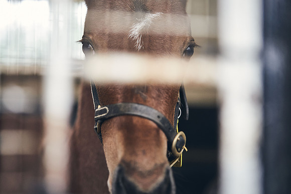 NATIONAL-STUD-27th-FEB-DJ-_DJ95203.ARW-6357