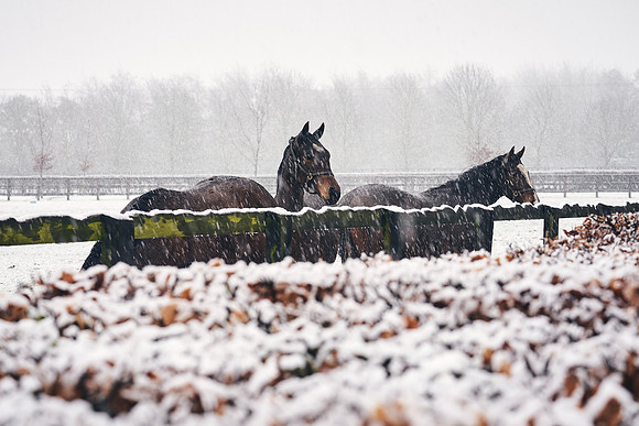 NATIONAL-STUD-27th-FEB-DJ-_DJ94219.ARW-5373