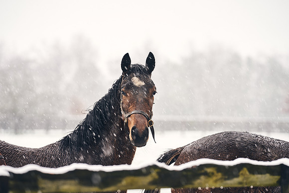 NATIONAL-STUD-27th-FEB-DJ-_DJ94332.ARW-5486