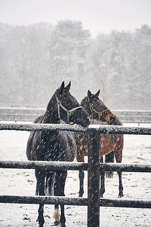 NATIONAL-STUD-27th-FEB-DJ-_DJ94234.ARW-5388