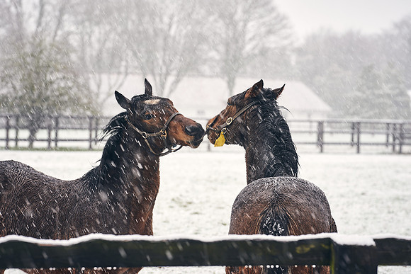 NATIONAL-STUD-27th-FEB-DJ-_DJ94293.ARW-5447