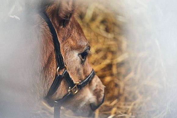 NATIONAL-STUD-27th-FEB-DJ-_DJ95135.ARW-6289