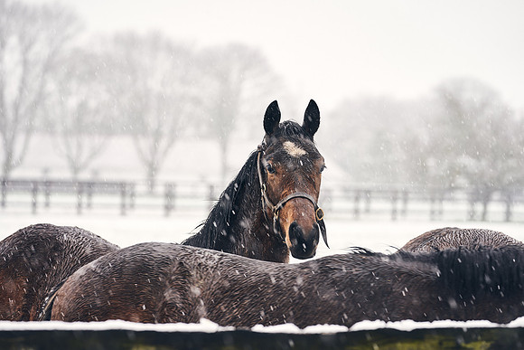 NATIONAL-STUD-27th-FEB-DJ-_DJ94319.ARW-5473