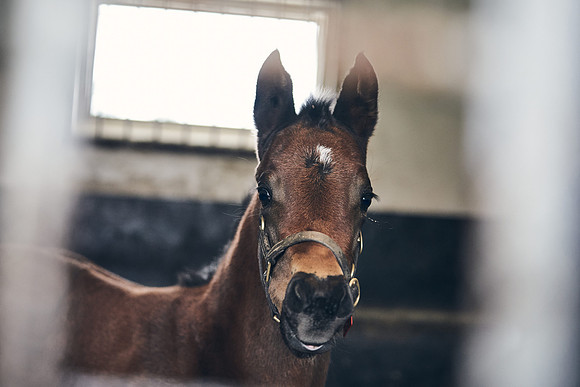 NATIONAL-STUD-27th-FEB-DJ-_DJ95156.ARW-6310