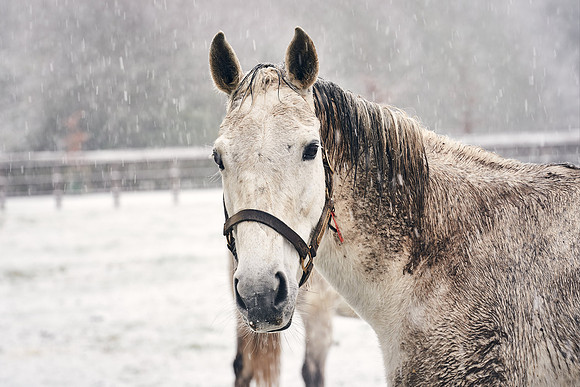NATIONAL-STUD-27th-FEB-DJ-_DJ94277.ARW-5431