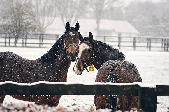 NATIONAL-STUD-27th-FEB-DJ-_DJ94301.ARW-5455