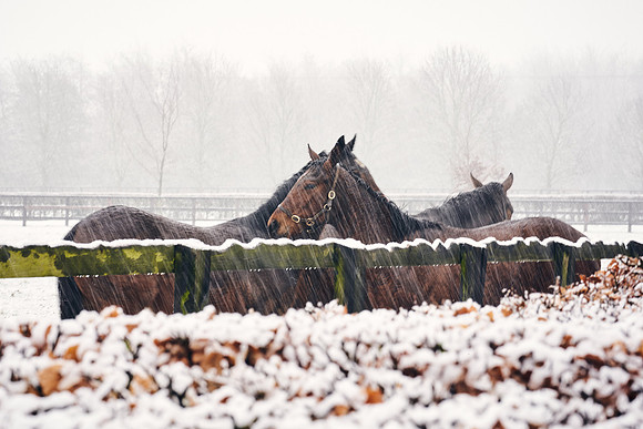 NATIONAL-STUD-27th-FEB-DJ-_DJ94207.ARW-5361
