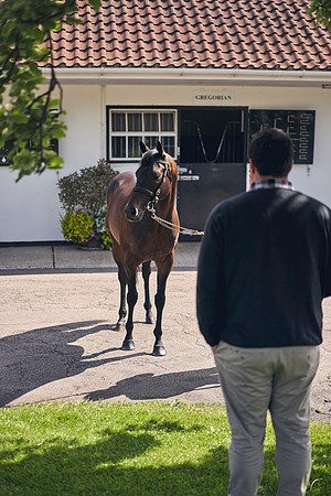 The-National-Stud-Dominic-James_DOM9927