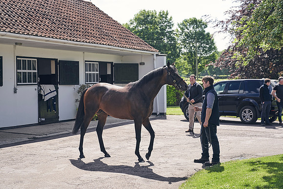 The-National-Stud-Dominic-James_DJ_3489