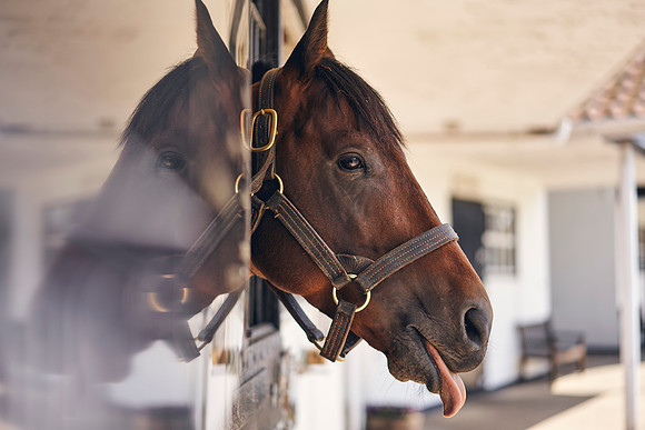 The-National-Stud-Dominic-James_DOM0168