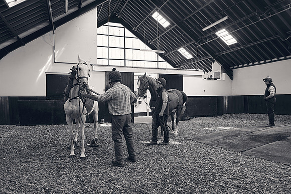 The-National-Stud-Dominic-James_DJ_4114
