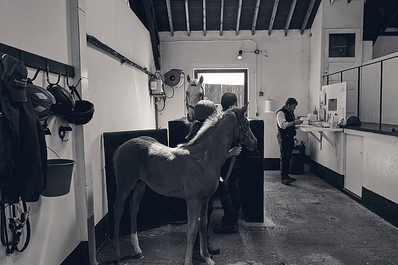 The-National-Stud-Dominic-James_DJ_4016