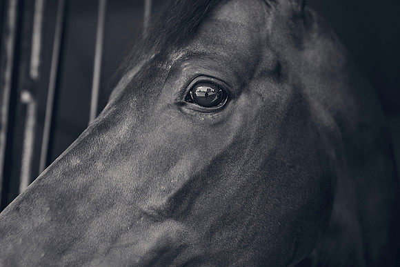 The-National-Stud-Dominic-James_DJ_3655