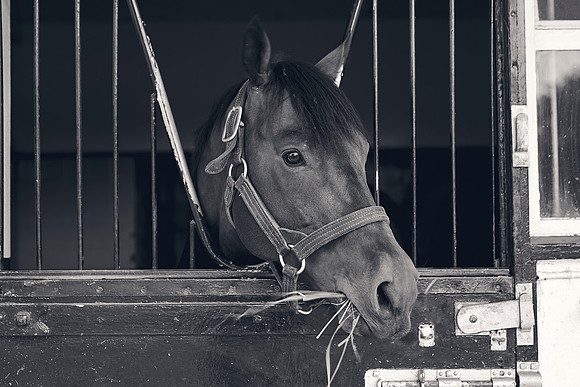 The-National-Stud-Dominic-James_DJ_3734