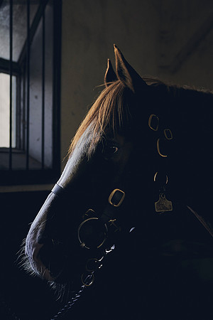 The-National-Stud-Dominic-James_DJ_3899
