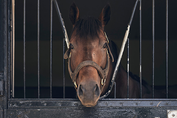 The-National-Stud-Dominic-James_DJ_4251