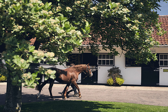 The-National-Stud-Dominic-James_DJ_3819