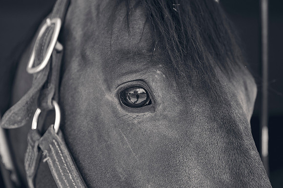 The-National-Stud-Dominic-James_DJ_4257