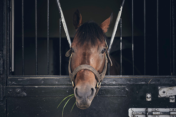The-National-Stud-Dominic-James_DJ_3739
