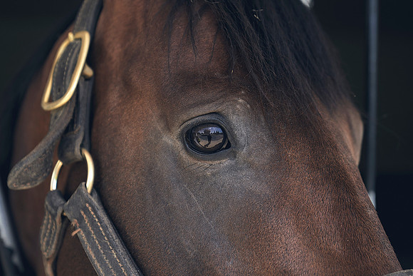 The-National-Stud-Dominic-James_DJ_4259