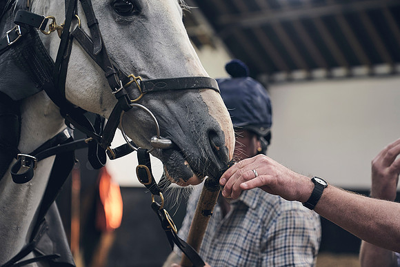 The-National-Stud-Dominic-James_DJ_4083