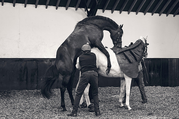 The-National-Stud-Dominic-James_DJ_4189
