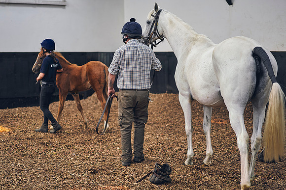 The-National-Stud-Dominic-James_DOM0140