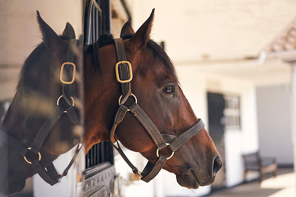 The-National-Stud-Dominic-James_DOM0161